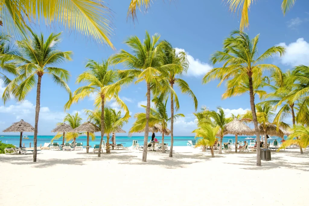 palm trees at palm beach aruba